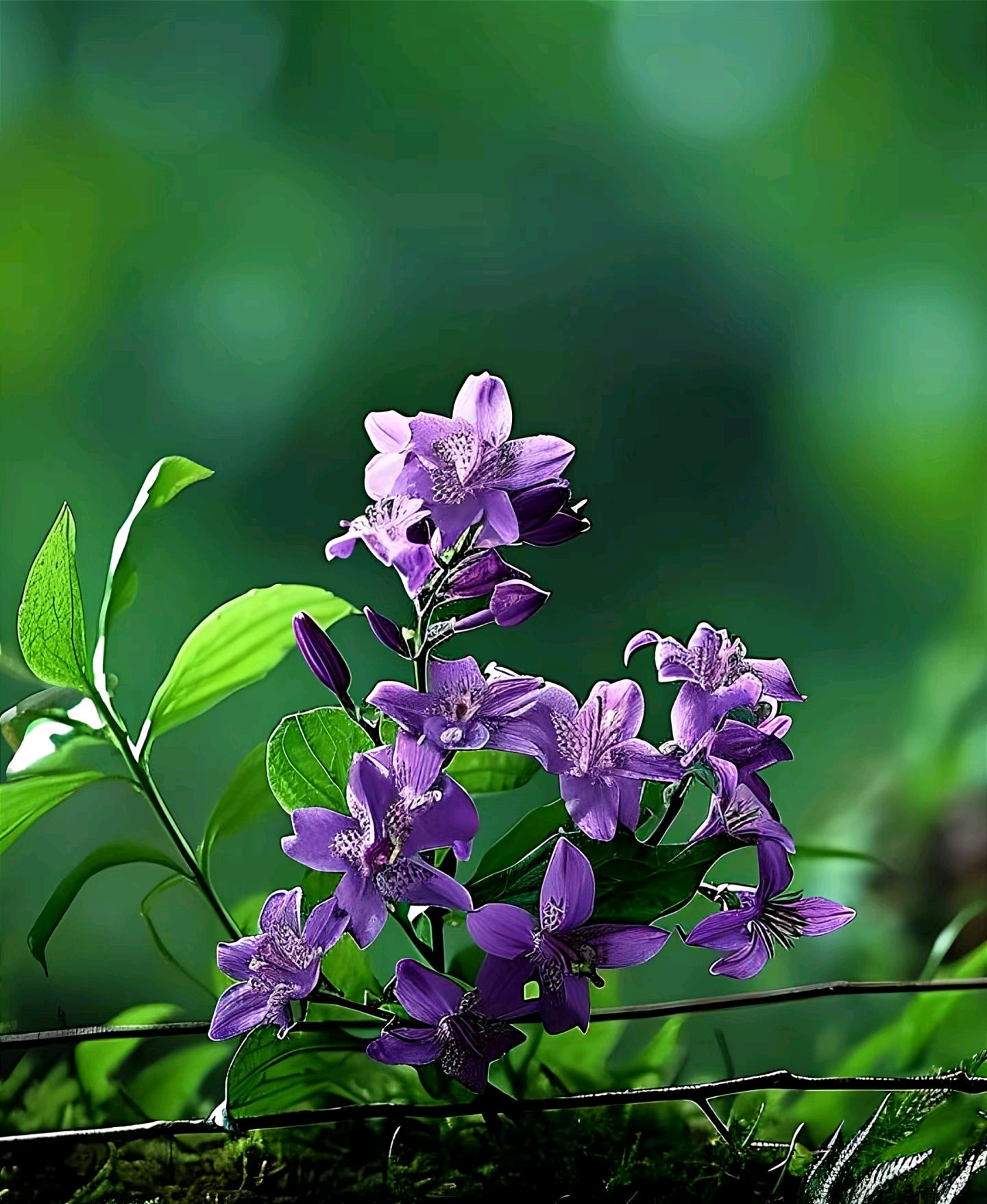 我全部的野心,就是自由一生