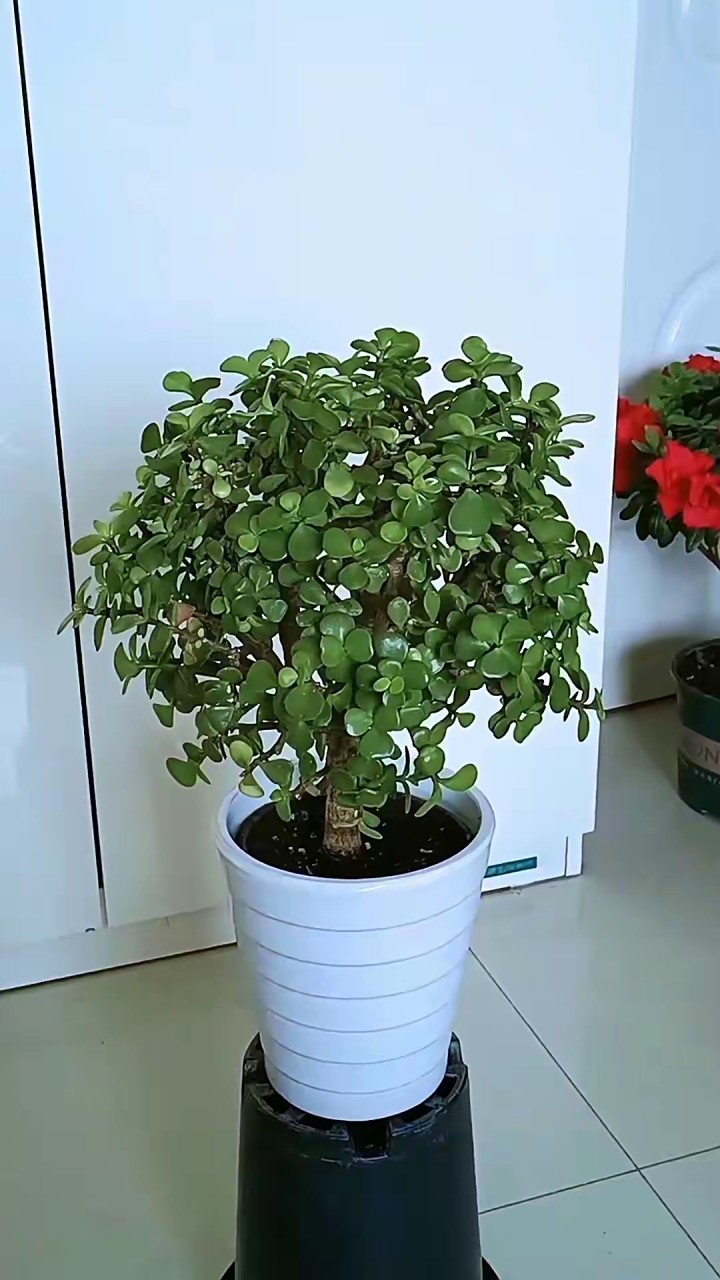 金枝玉叶这样养,叶片又大又肥厚.