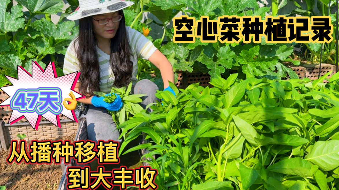 空心菜千万别乱套种,我就把柳叶三叉一起种,结果柳叶被成功带偏
