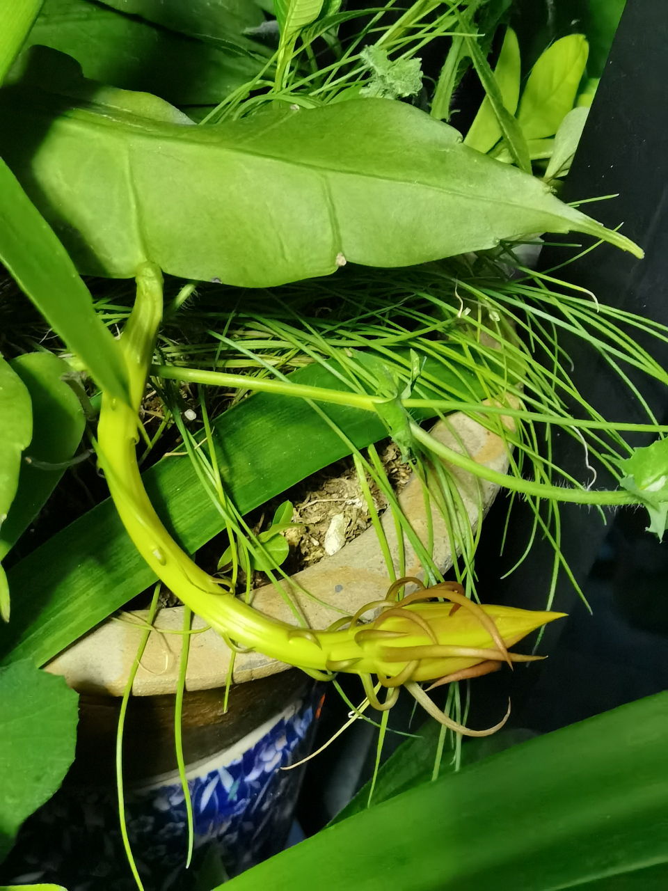 三月扦插的昙花,中途还经历了一次搬家可能造成的伤根,它不仅活得好好