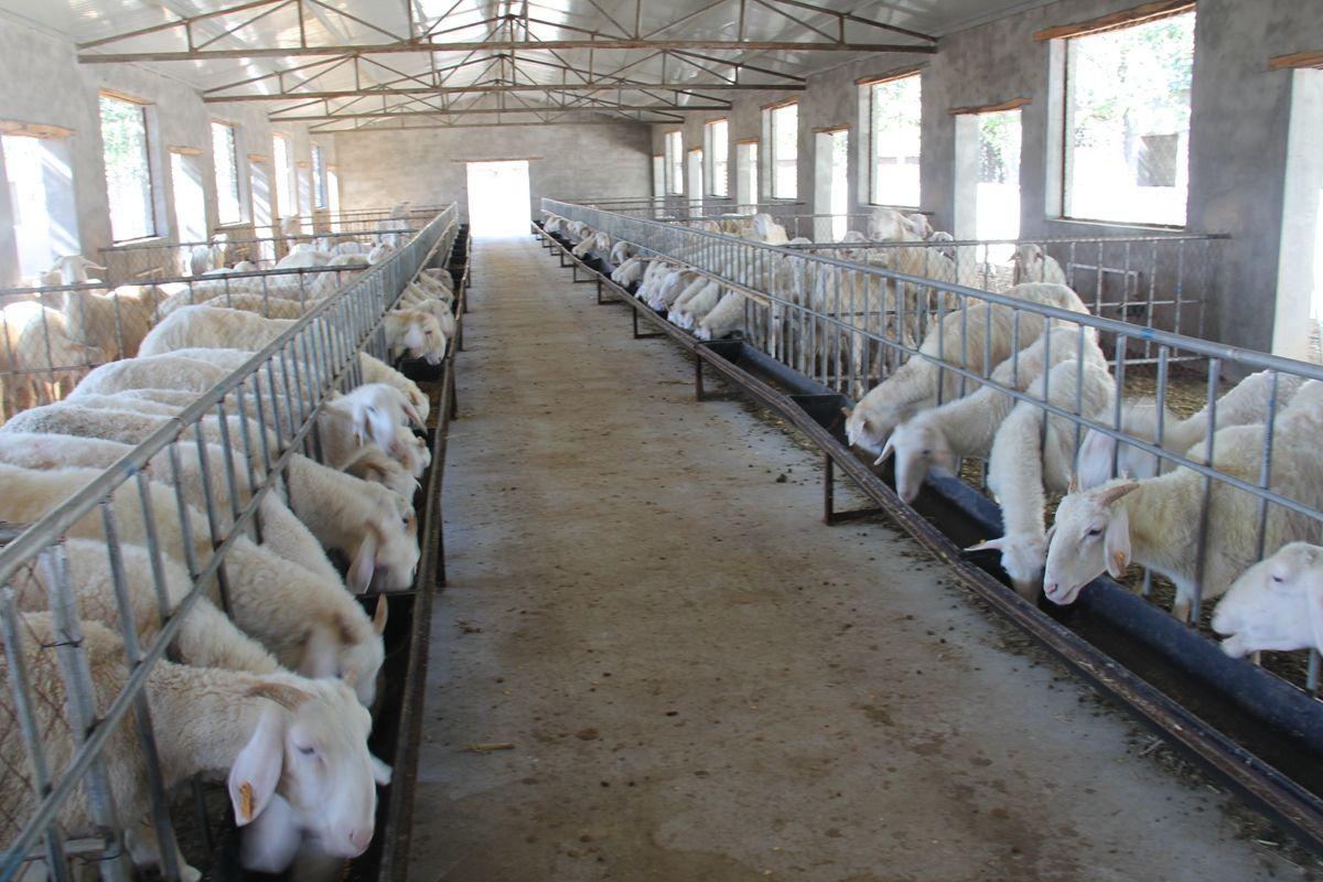 羊球虫病的防治措施?这样做最有效