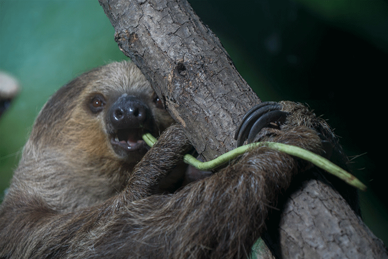 回顾可怜的树懒:超过50%的树懒在拉屎途中意外身亡,真