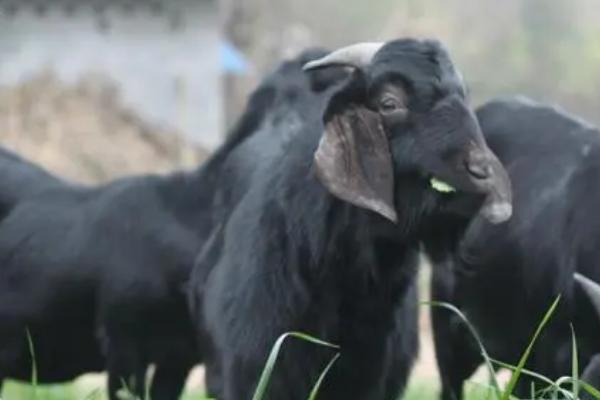 黑山羊和白山羊的区别:毛色,产地和肉质均不同