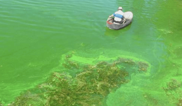 虾塘蓝藻怎么治?养虾老手总结分享