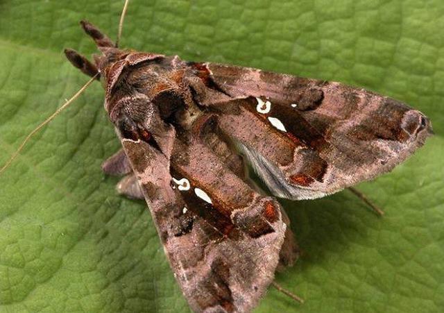 病虫害防治:水稻稻金翅夜蛾习性是什么?水稻稻金翅夜蛾防治方法