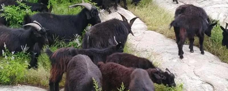 黑山羊和白山羊的区别:毛色,产地和肉质均不同