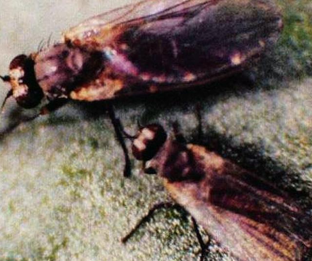 油菜病虫害之一:油菜豌豆彩潜蝇为害特点 油菜彩潜蝇防治方法