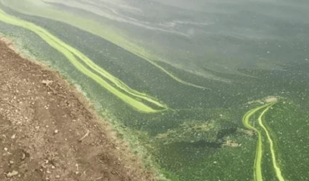 虾塘蓝藻怎么治?养虾老手总结分享