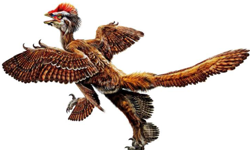 濒危"龙鸟"现身临沧!全国仅剩500只,坊间相传它是恐龙后裔