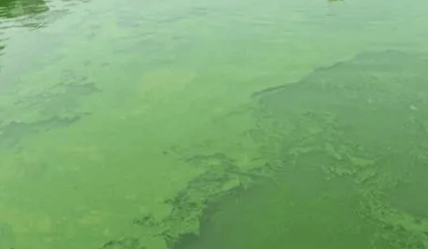 虾塘蓝藻怎么治?养虾老手总结分享