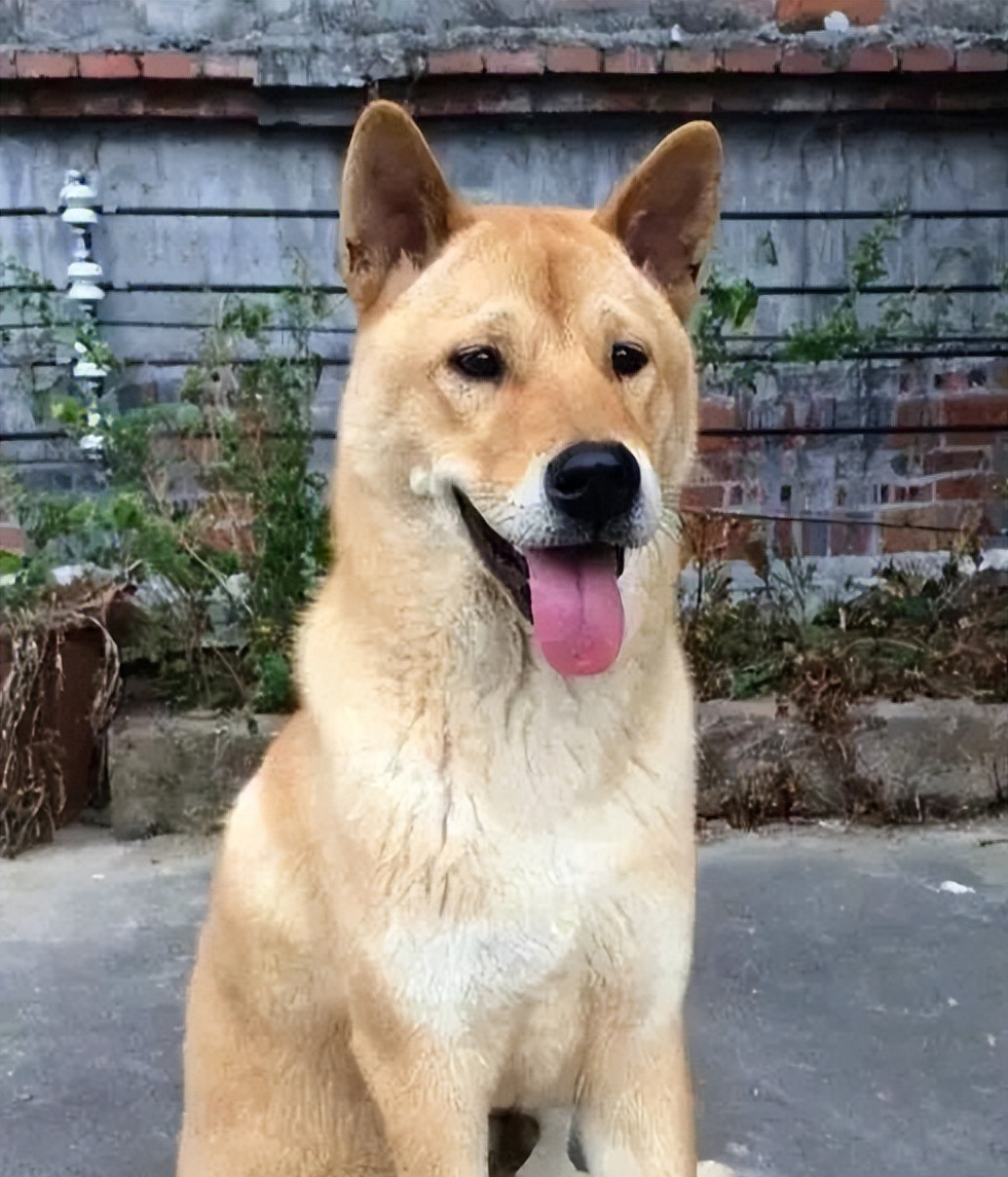 回顾中国大黄狗濒临灭绝,日本柴犬火热拍卖16万,它们之间差在哪?