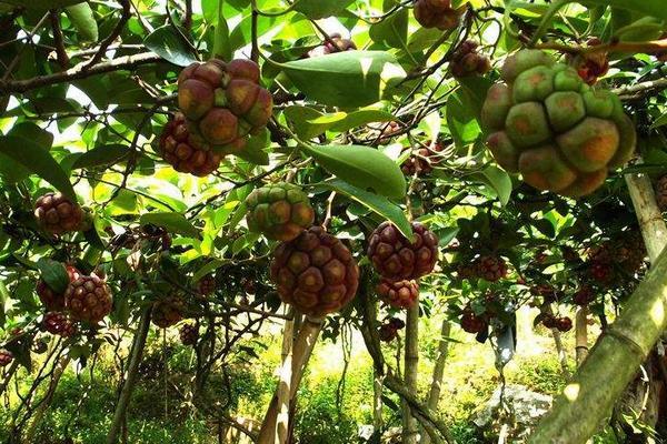 农村骗局之四:黑老虎种植是否为骗局?不可轻信炒作苗种的商家