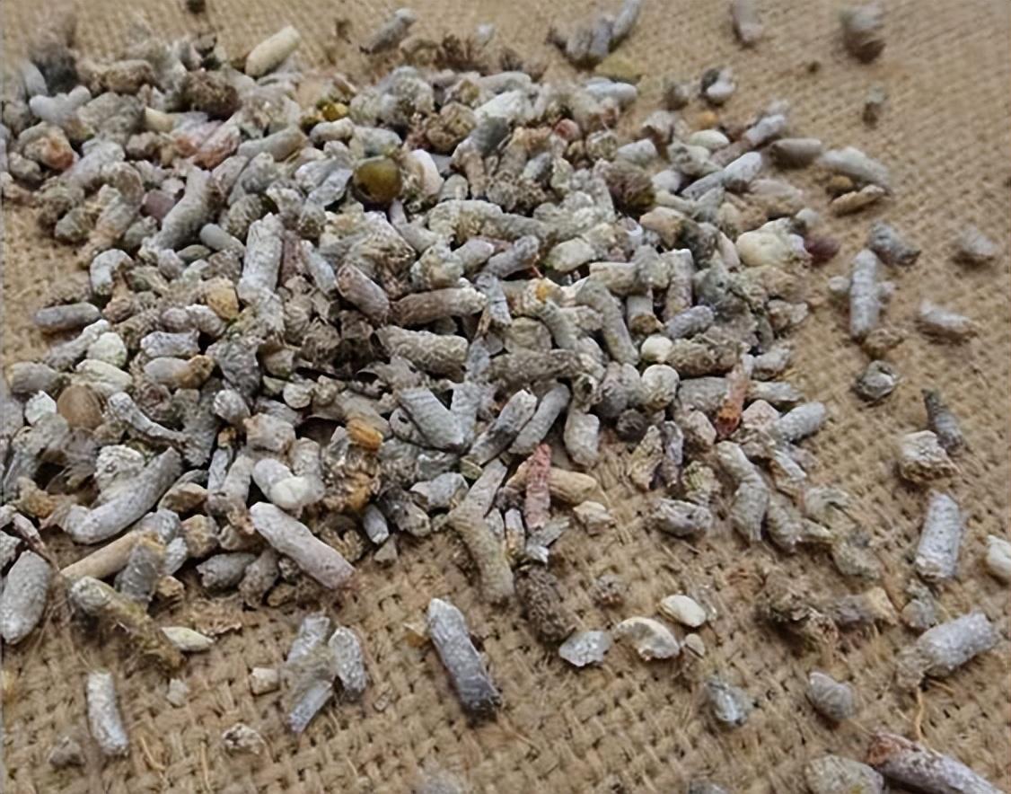 麻雀粪便比肉贵,有人饲养麻雀只为收集粪便,麻雀粪便到底有何用