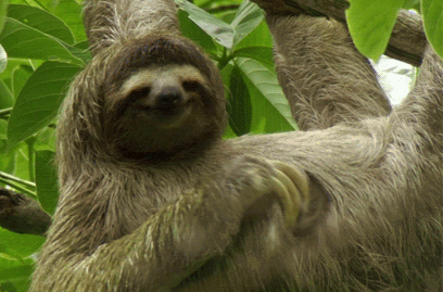 回顾可怜的树懒:超过50%的树懒在拉屎途中意外身亡,真