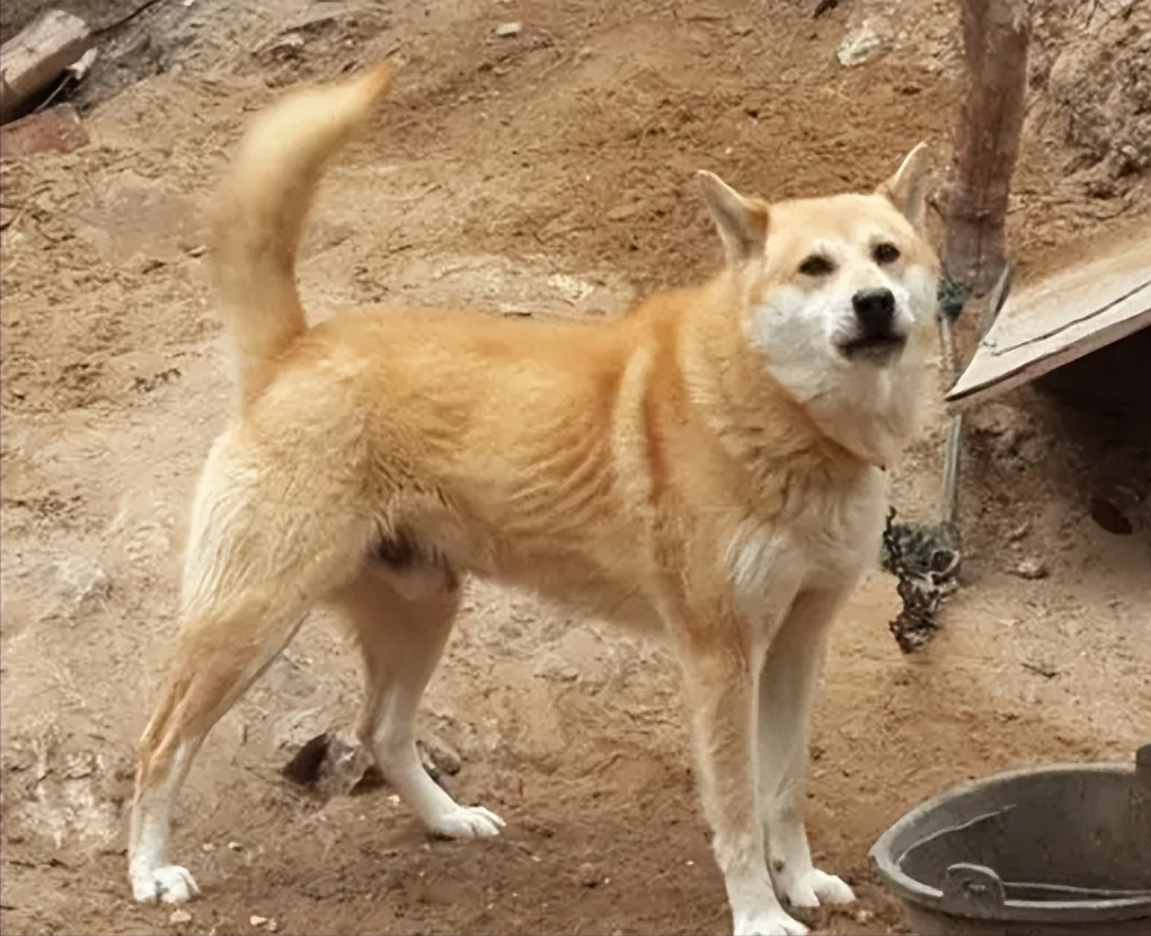 回顾中国大黄狗濒临灭绝,日本柴犬火热拍卖16万,它们之间差在哪?