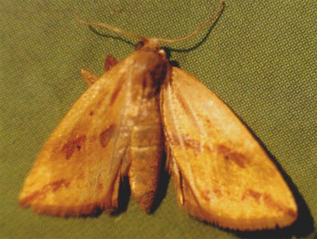 病虫害防治:水稻稻金翅夜蛾习性是什么?水稻稻金翅夜蛾防治方法