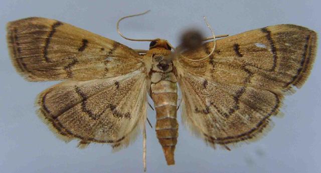 病虫害防治:水稻稻金翅夜蛾习性是什么?水稻稻金翅夜蛾防治方法