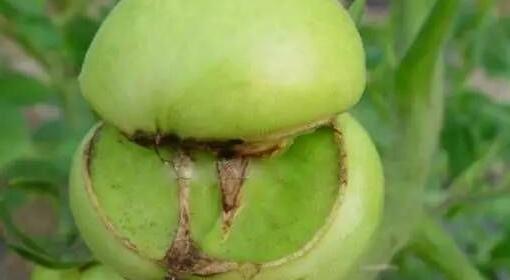 秋茬番茄空心果严重怎么办?如何预防?