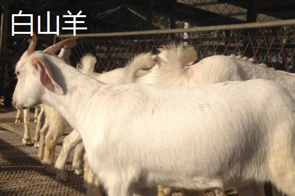 黑山羊和白山羊的区别:毛色,产地和肉质均不同