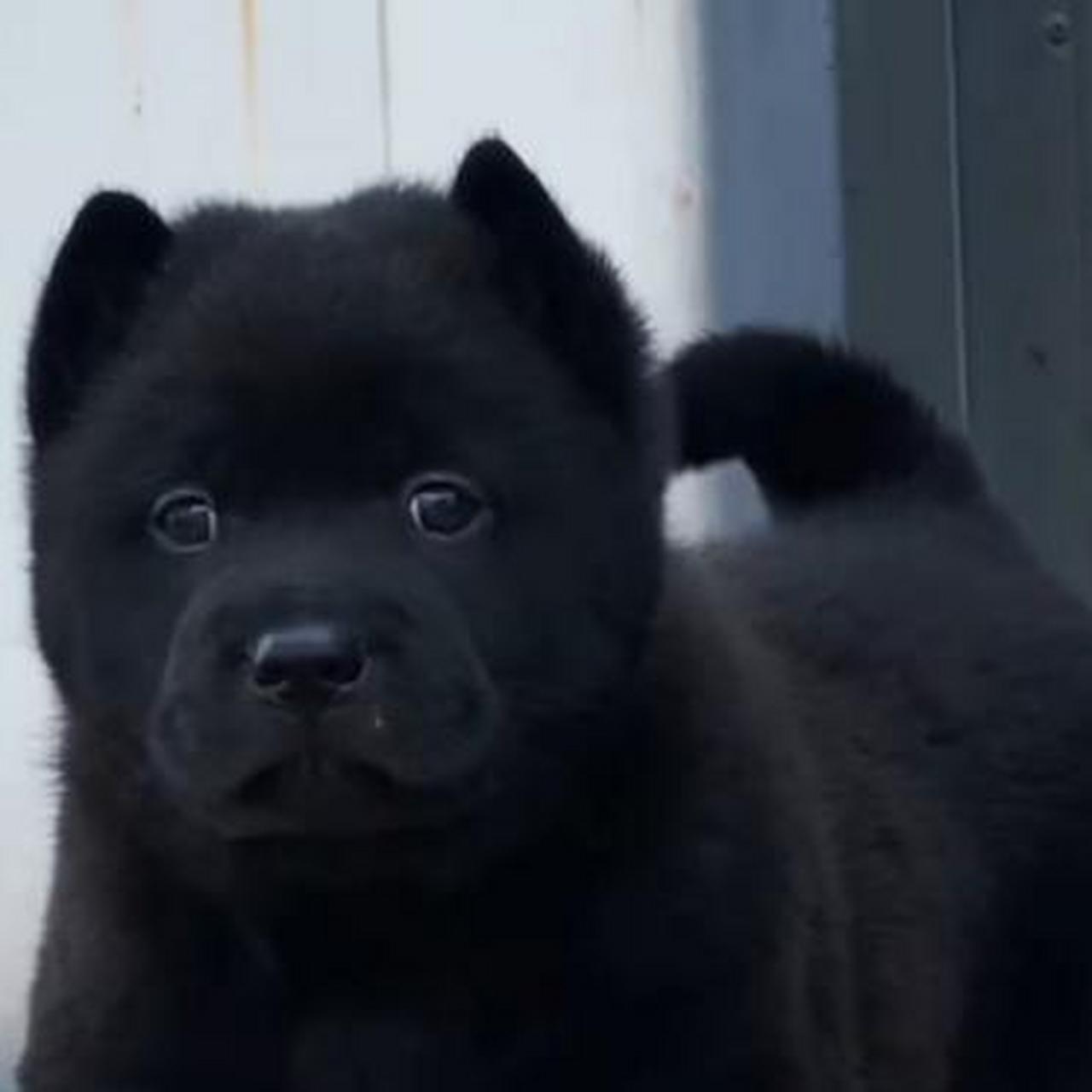 耳朵怎么那么短,想问下大家养过这样的狗吗?这狗好养不?听不听话?