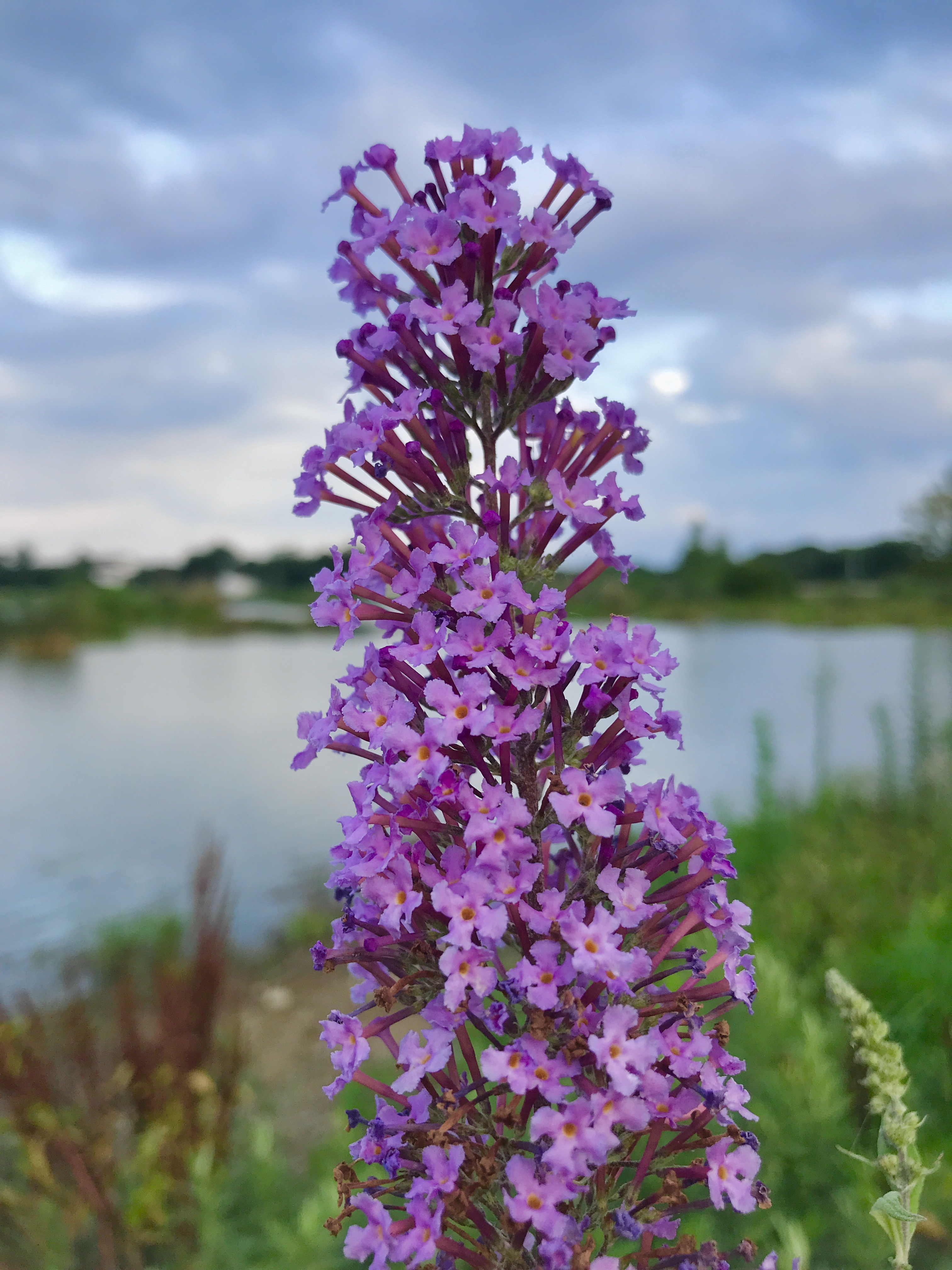 夏天黄昏小河边: 河水缓缓,鸟鸣啾啾,小花摇曳,芳草萋萋.