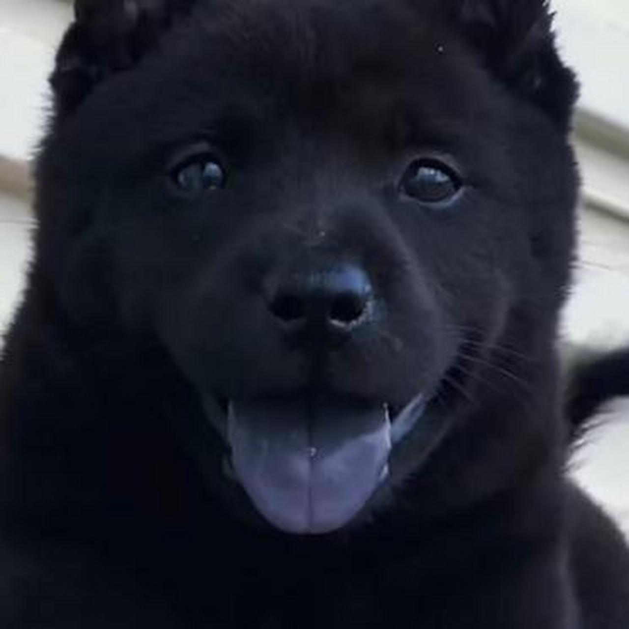 这是我大伯家养的小狗,全身差不多都是黑色的,我特别好奇这是什么品种