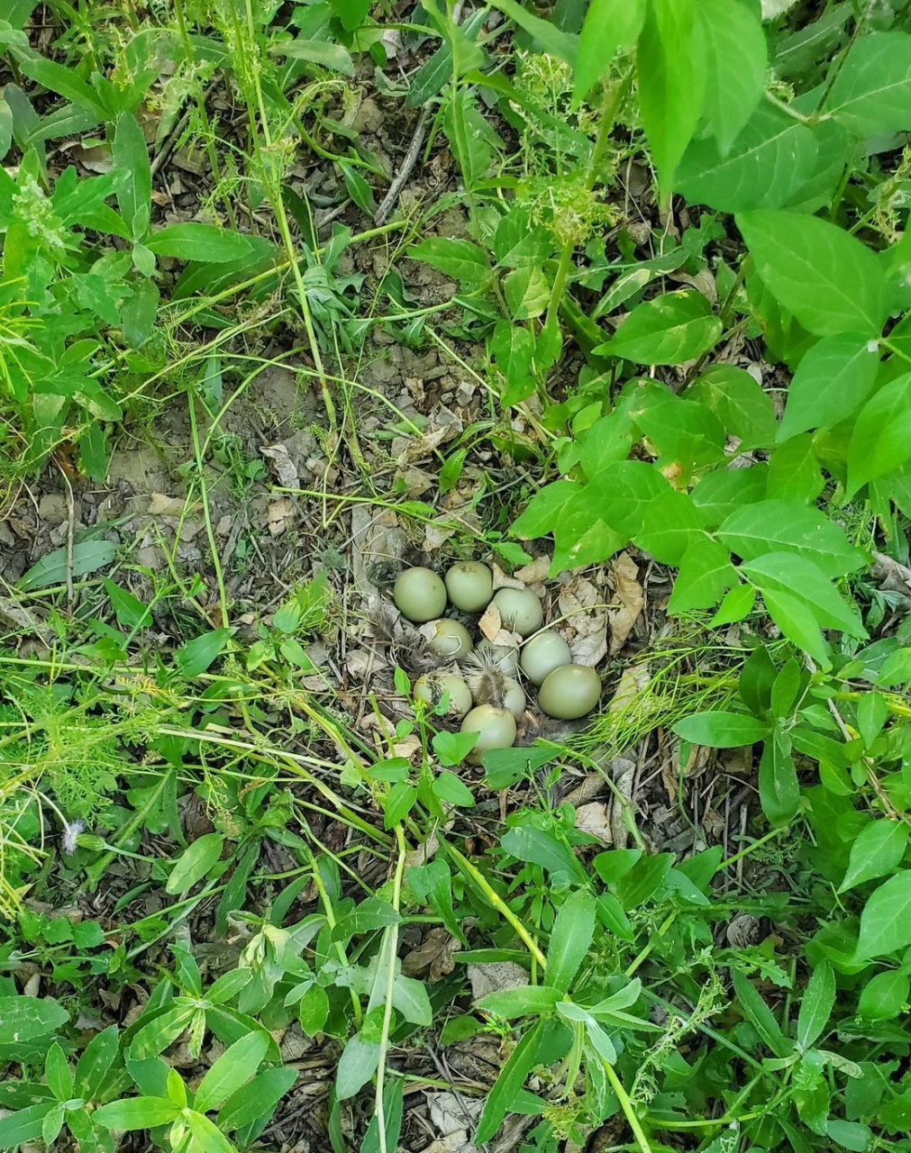 绿色的,这是恐龙蛋吗?