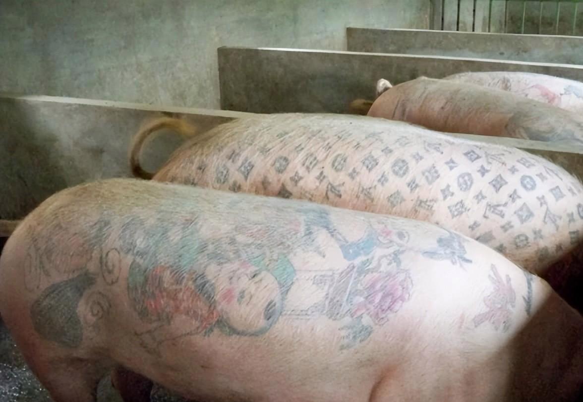这些纹身猪的给引了人们的广泛关注和讨论