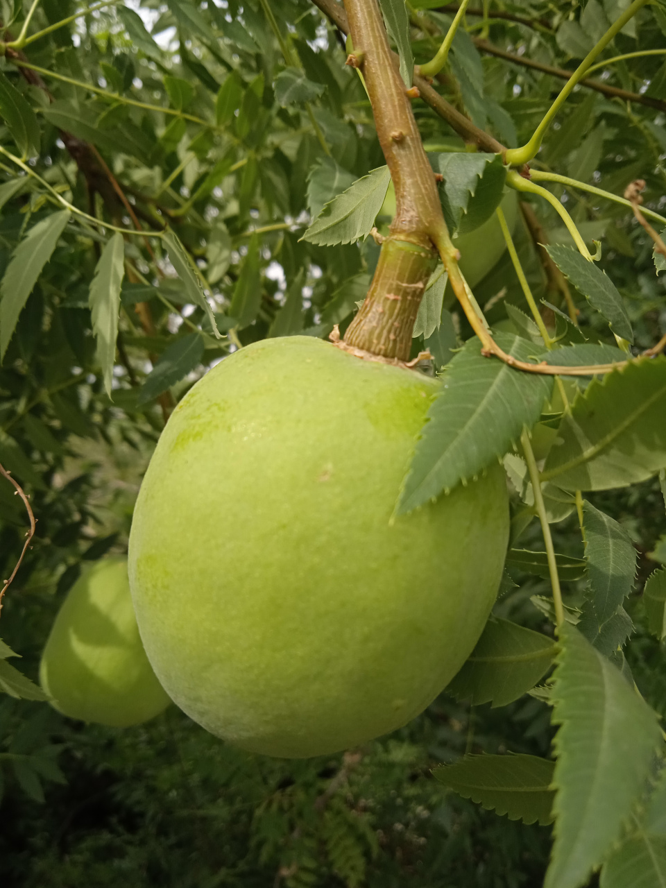 这叫文冠果,不能吃,里面的种子可以榨油,但出油率不高,没啥利用价值