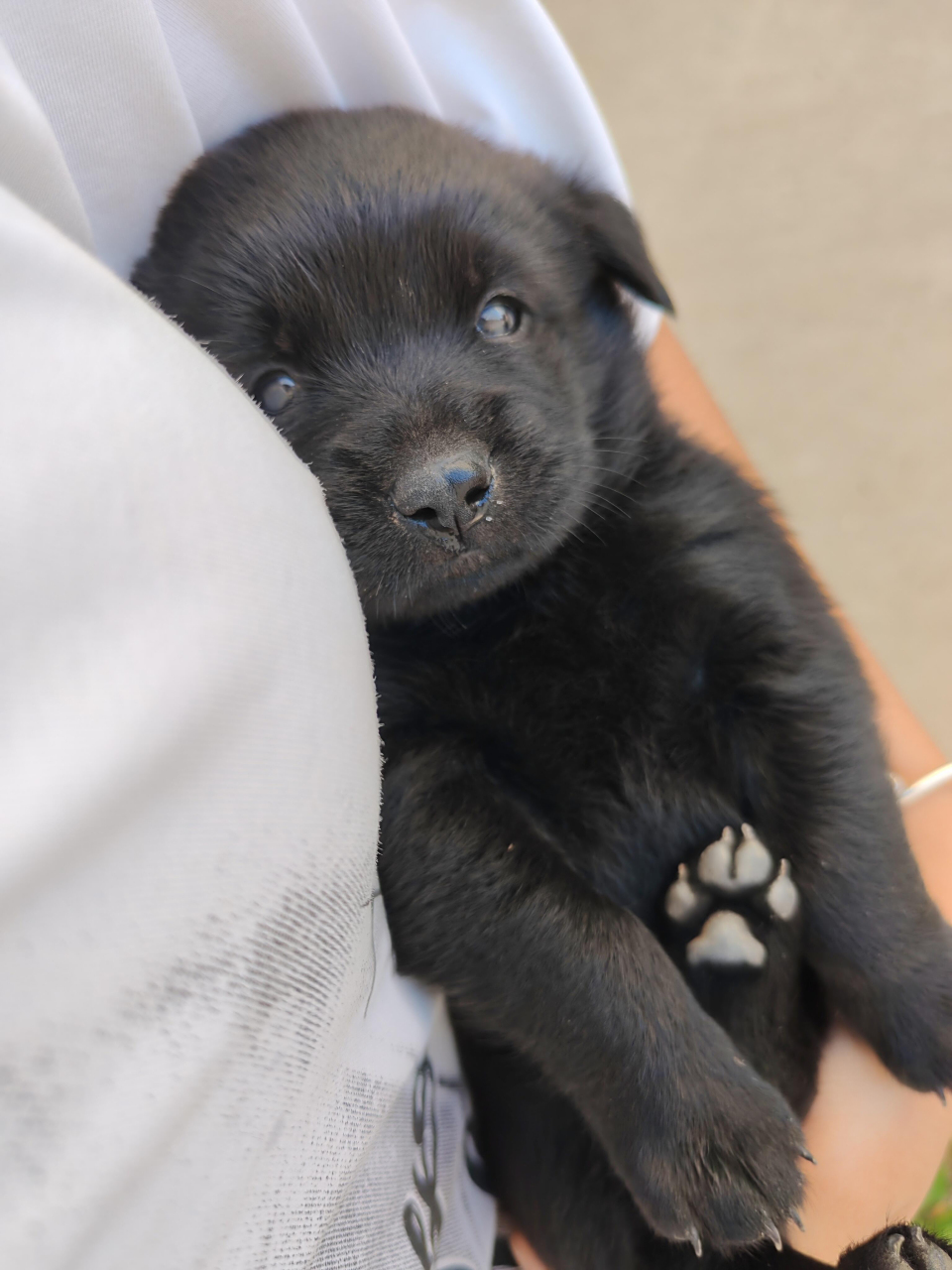 捡了一只小笨狗,叫什么名字好呢?