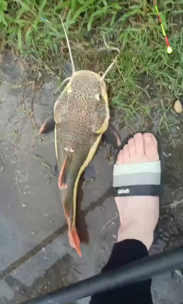 小伙子吊了一条这样的鱼,比他的脚吧丫子还要大,有认识这是什么鱼的吗