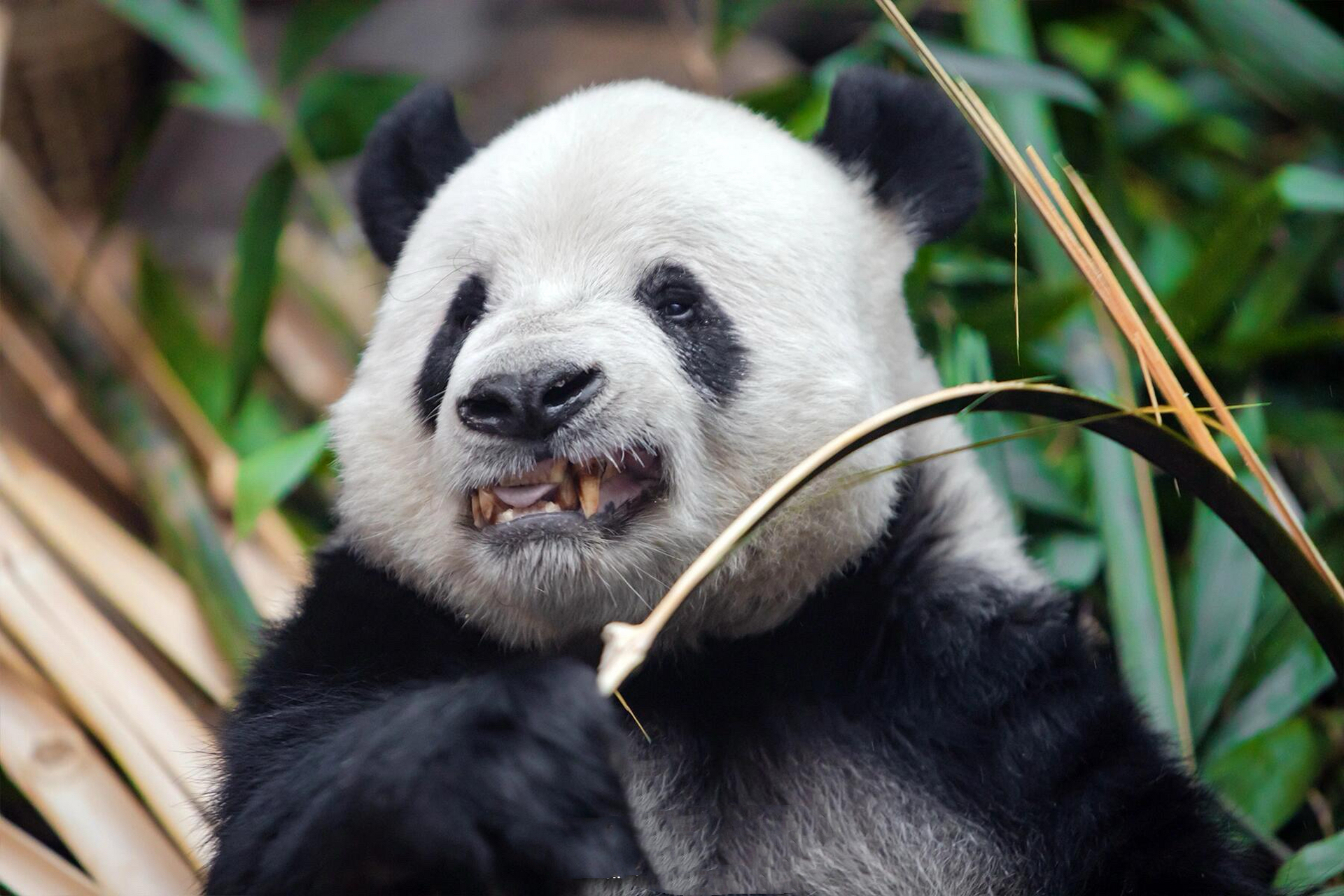 人教版的掰竹子,萌二只让你模仿,没让你超越,你是完全继承了奶爸的