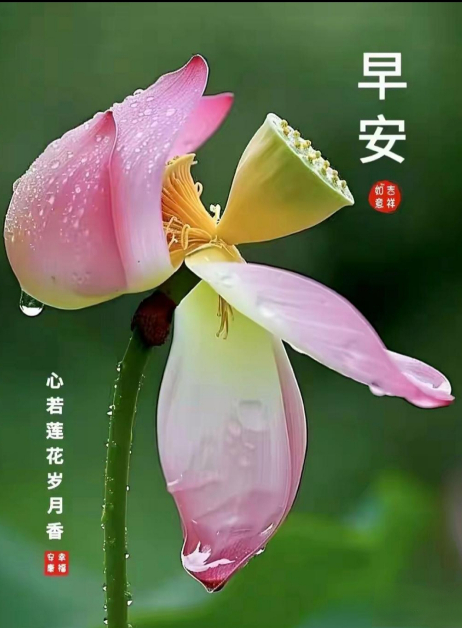 再来一波莲花早安图片,适合夏日发朋友圈. 夏至来了,注意防暑降温.