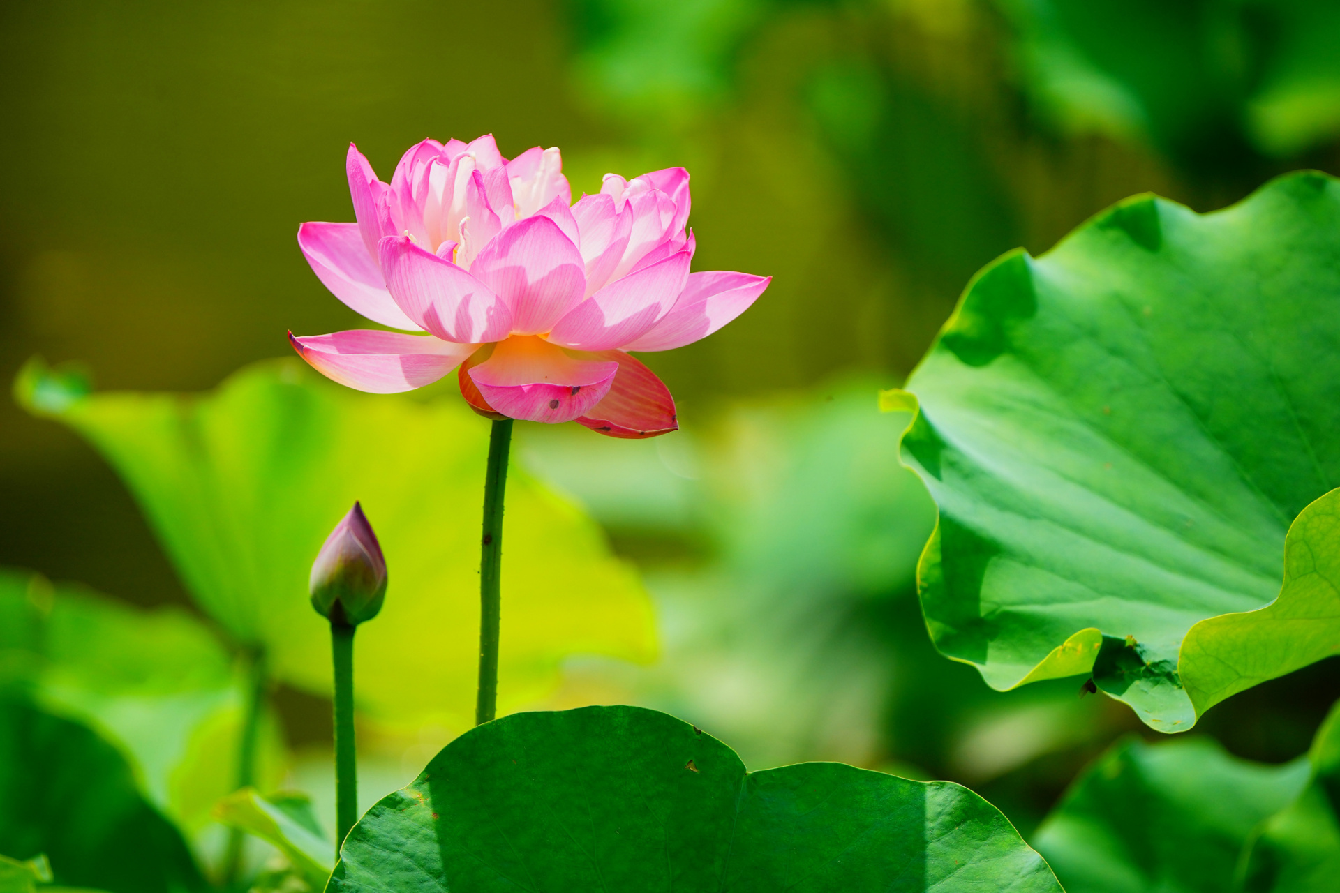 夏天,国家植物园的水生植物竞相绽放,睡莲,王莲等形成了错落有致,色彩