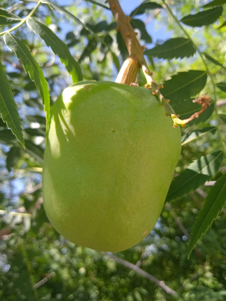这叫文冠果,不能吃,里面的种子可以榨油,但出油率不高,没啥利用价值