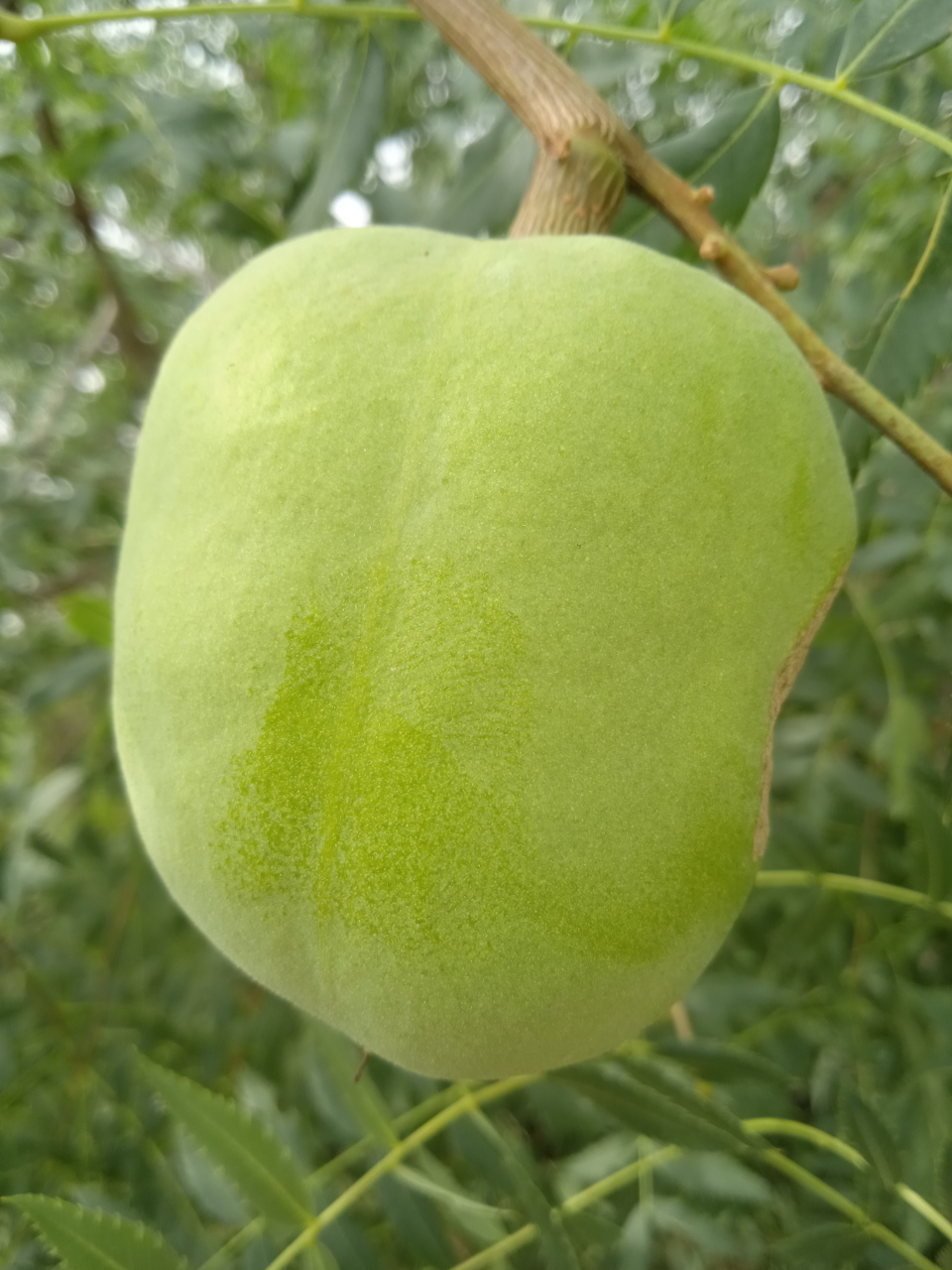 这叫文冠果,不能吃,里面的种子可以榨油,但出油率不高,没啥利用价值