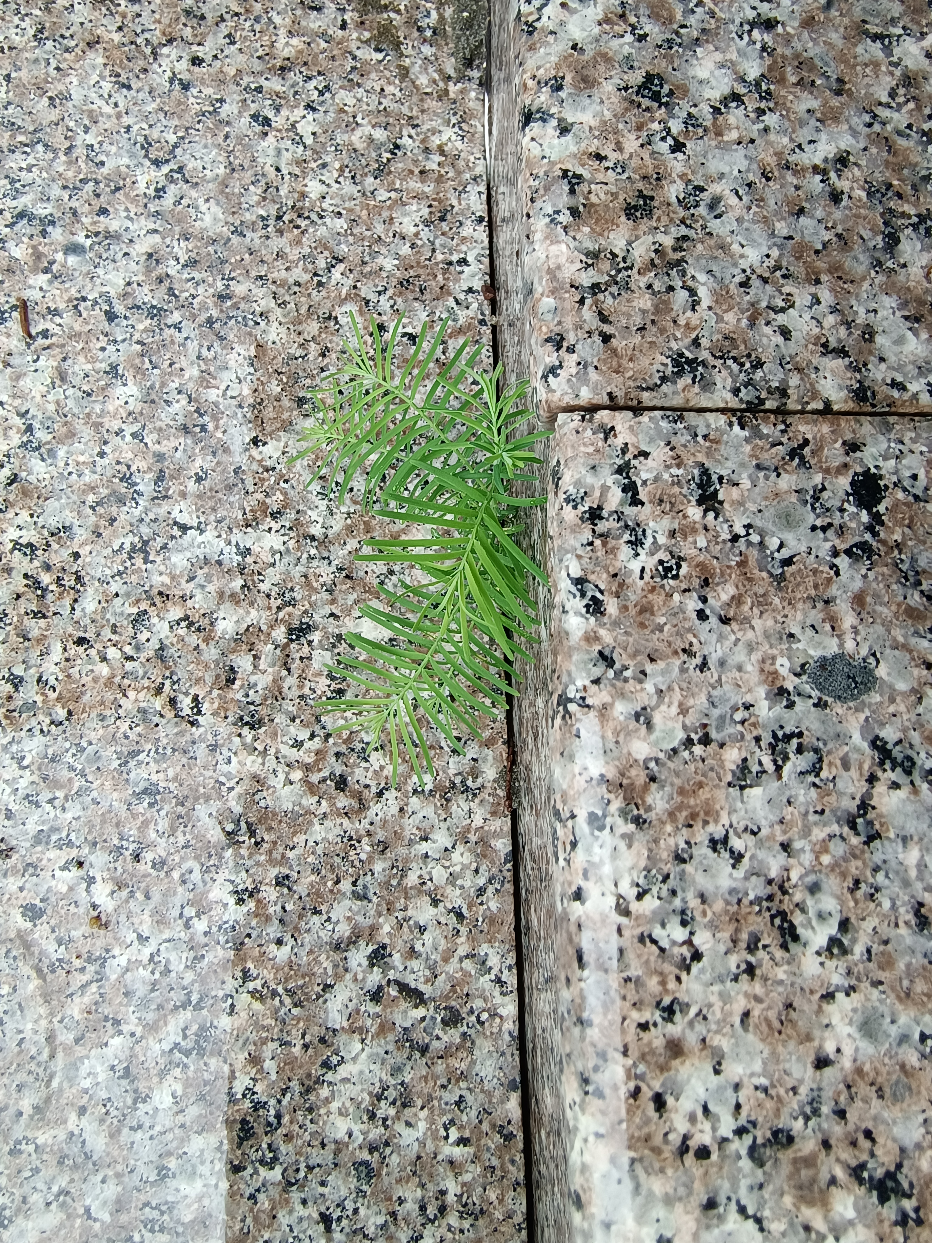 植物的生命力有多顽强,缝隙中也能郁郁葱葱,生机勃勃.