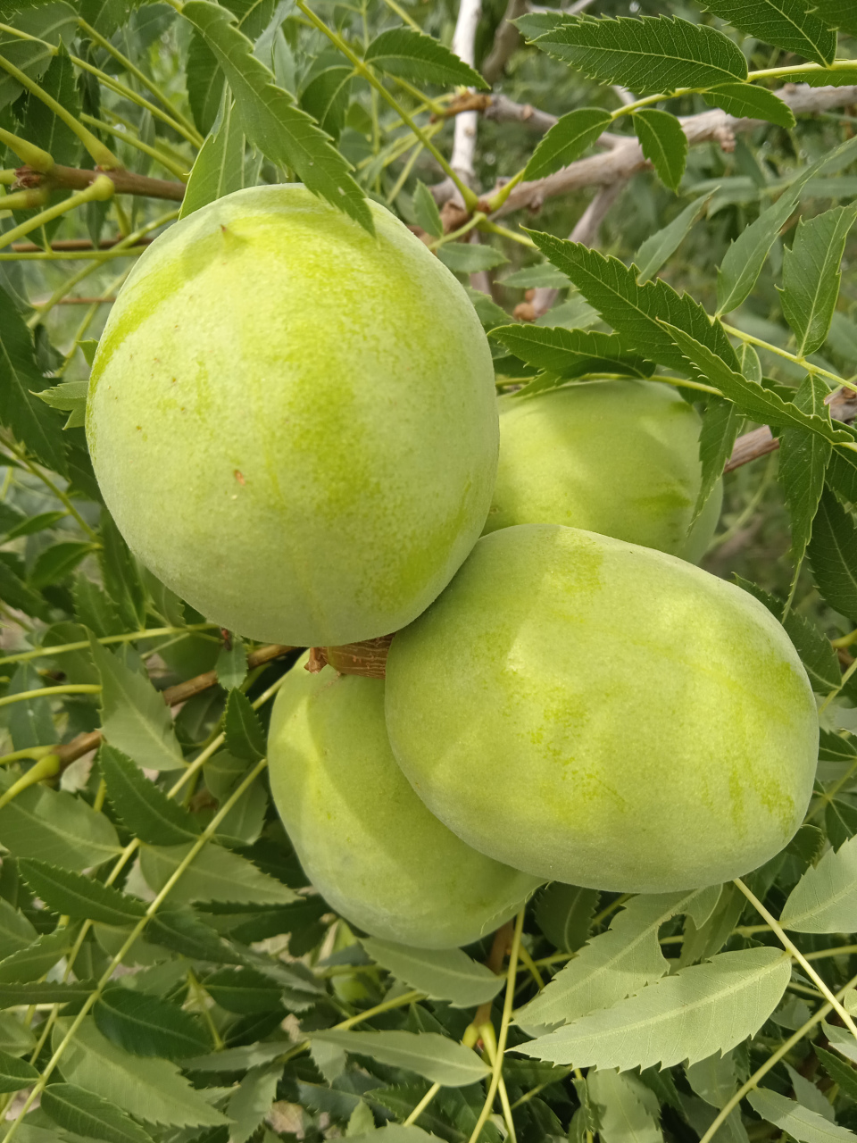 这叫文冠果,不能吃,里面的种子可以榨油,但出油率不高,没啥利用价值