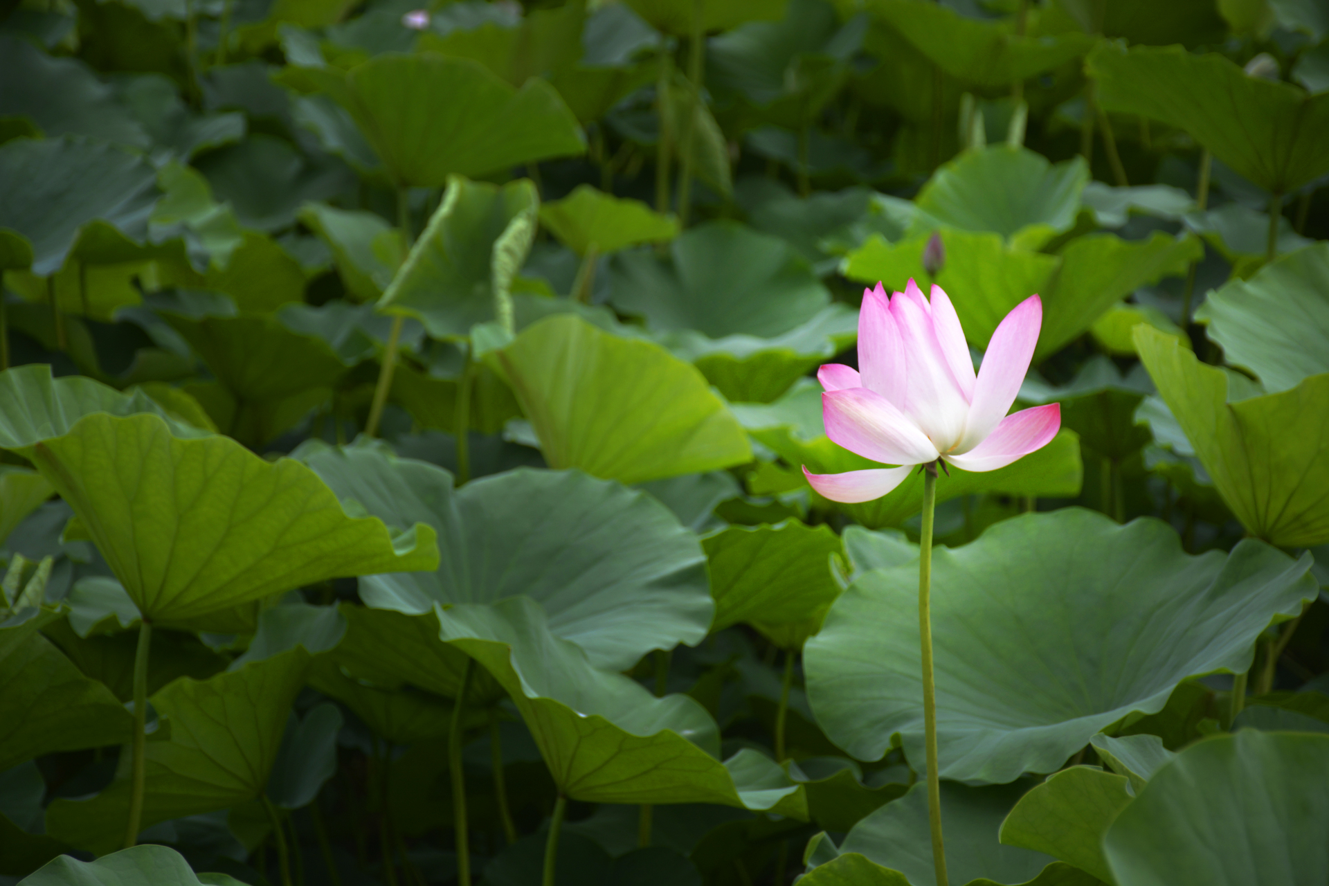 池塘荷花真实图片