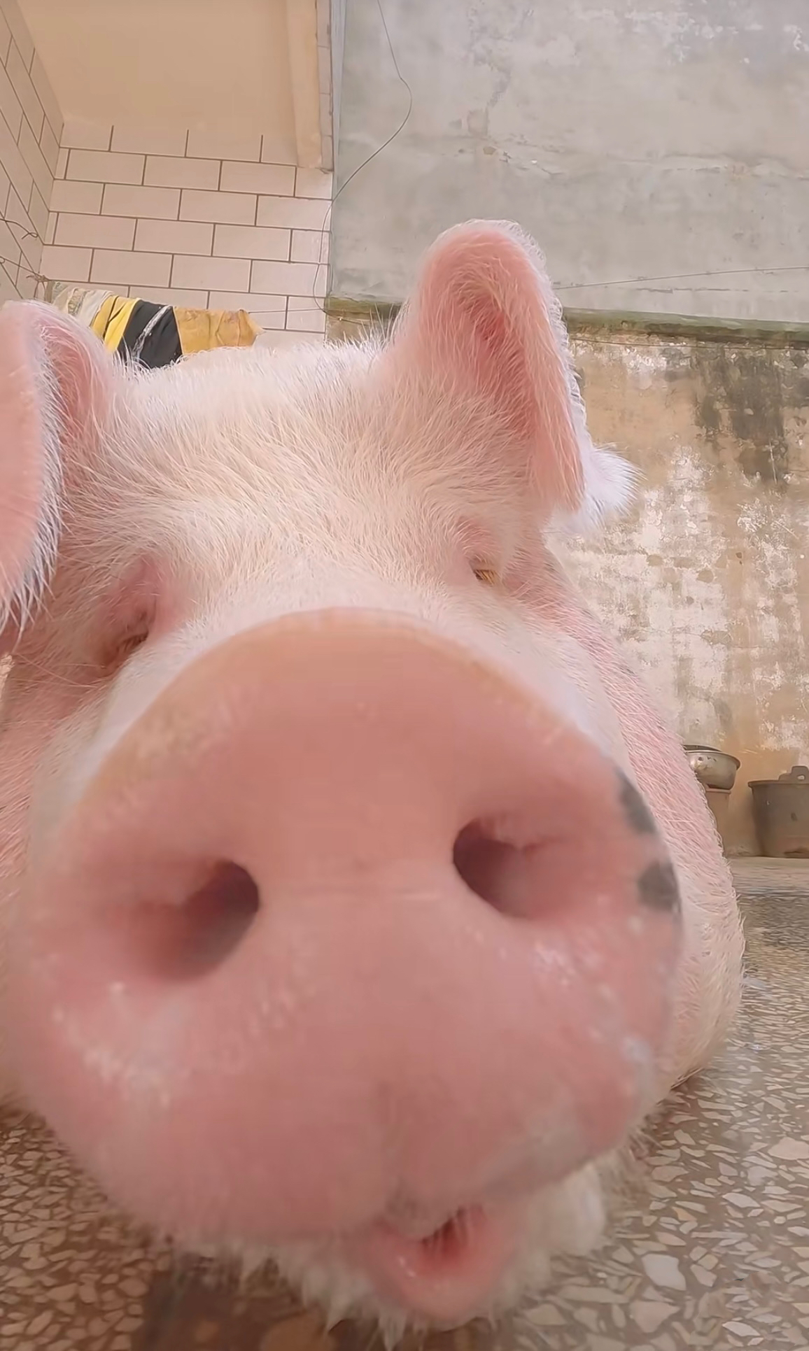 原来猪的鼻子这么大!我以前从没这么近距离看过