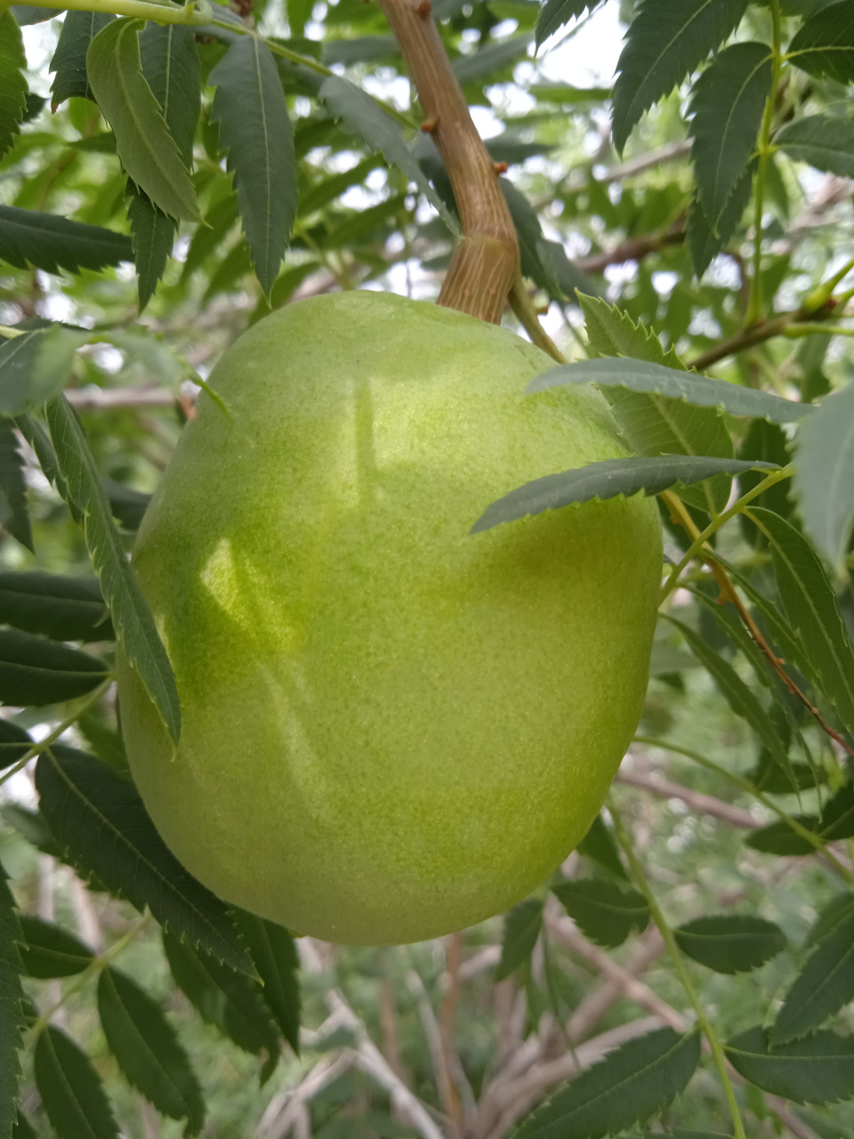 这叫文冠果,不能吃,里面的种子可以榨油,但出油率不高,没啥利用价值