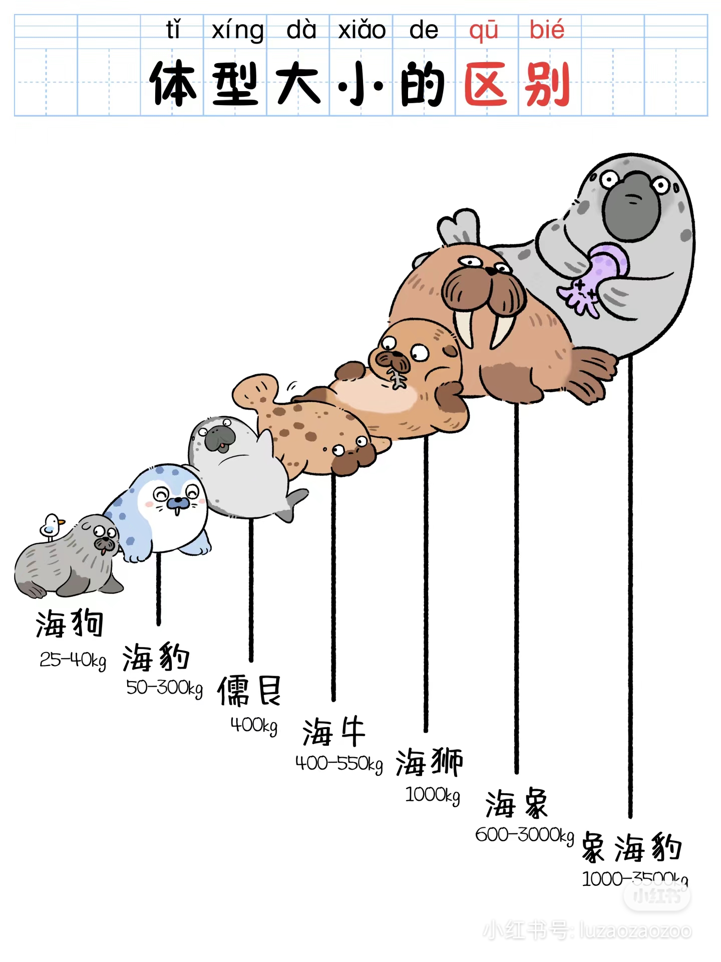 海豹海狮海象海狗到底有啥区别?一篇认清