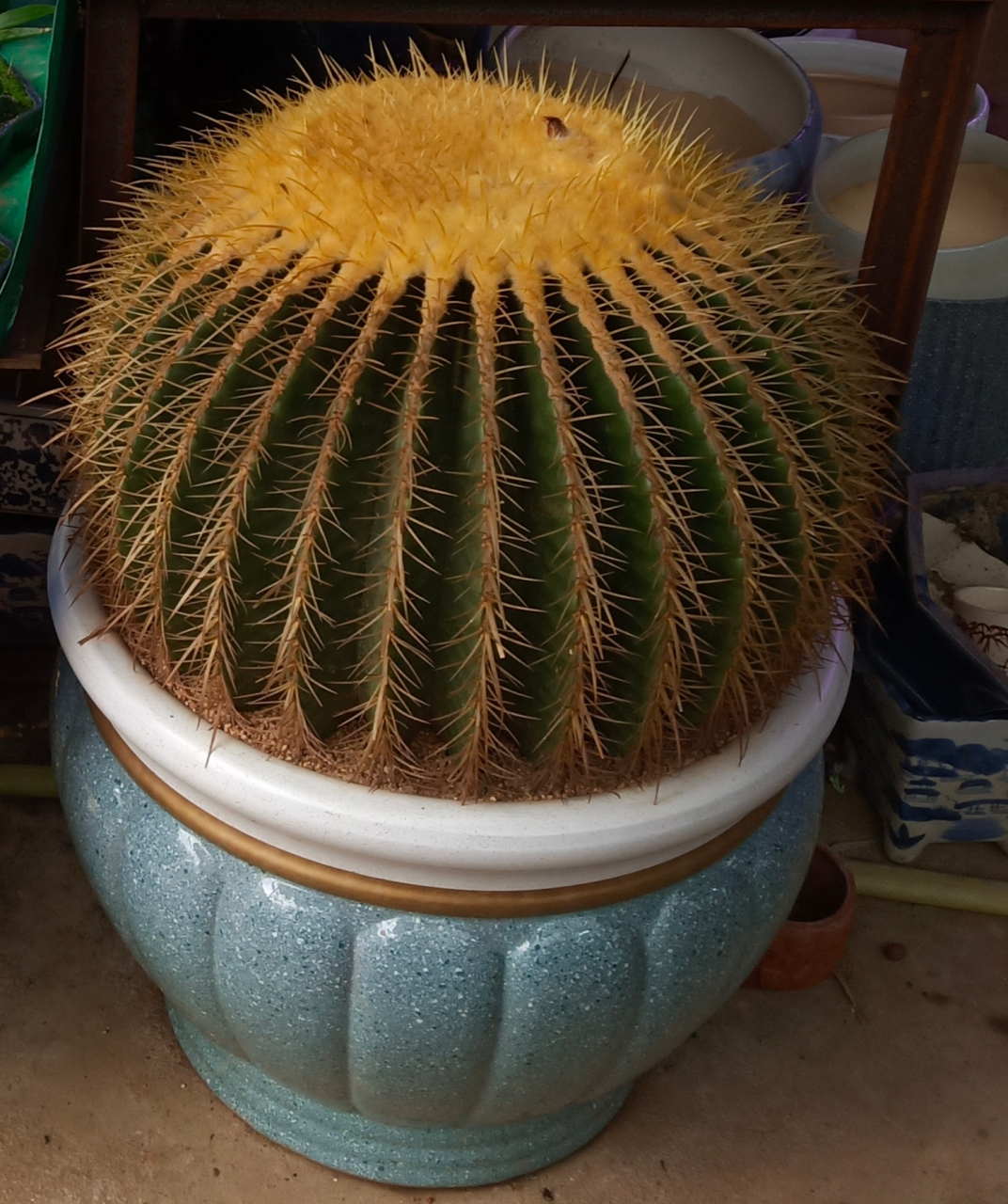 我时常在想,那些超大的仙人球,尤其是直径达到一米的金琥,大概率会以