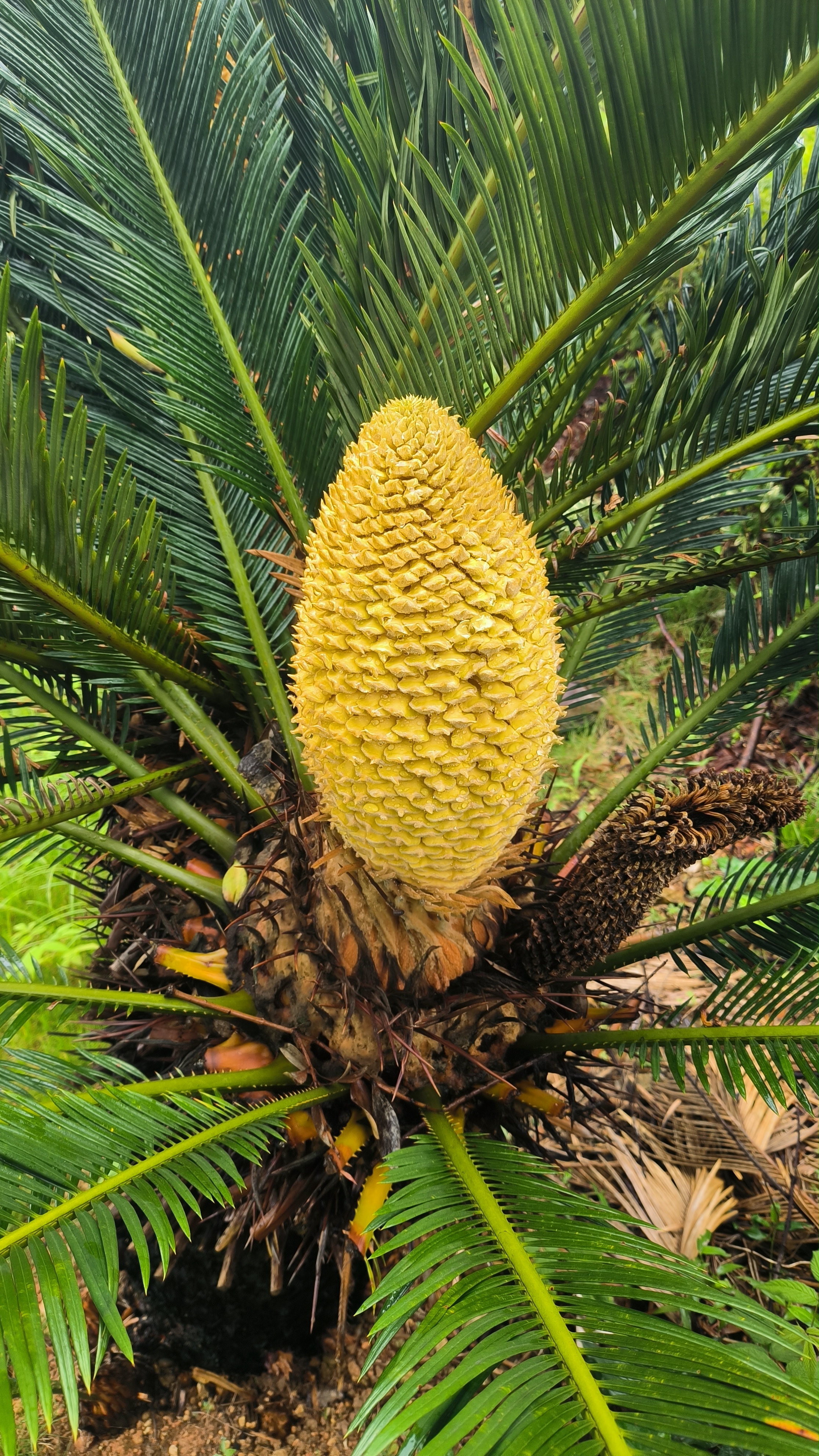 细雨绵绵的日子,走在窗台的小路上,发现铁树开花了,黄黄的花儿往上