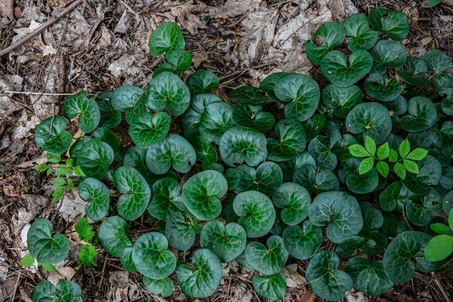 珍贵植物细辛,老人称之为"山人参",有小毒莫误食,认识它吗?