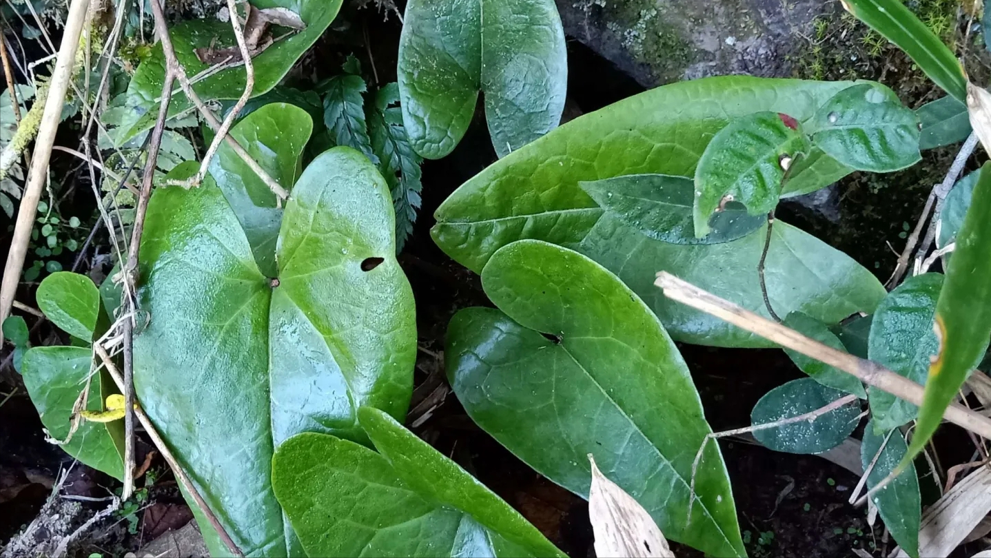 珍贵植物细辛,老人称之为"山人参",有小毒莫误食,认识它吗?