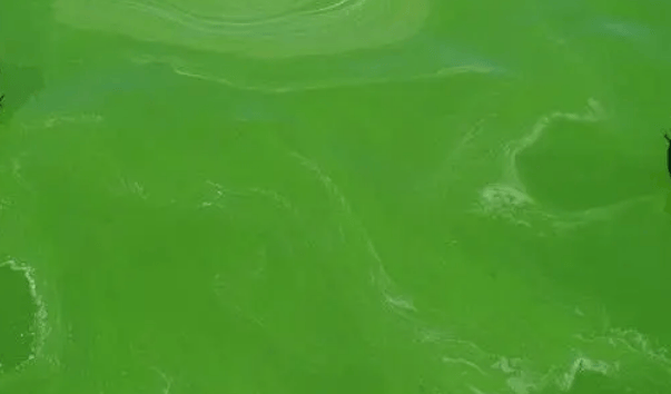 虾塘蓝藻的爆发原因?水产养殖蓝藻治理方案,这篇文章说清了