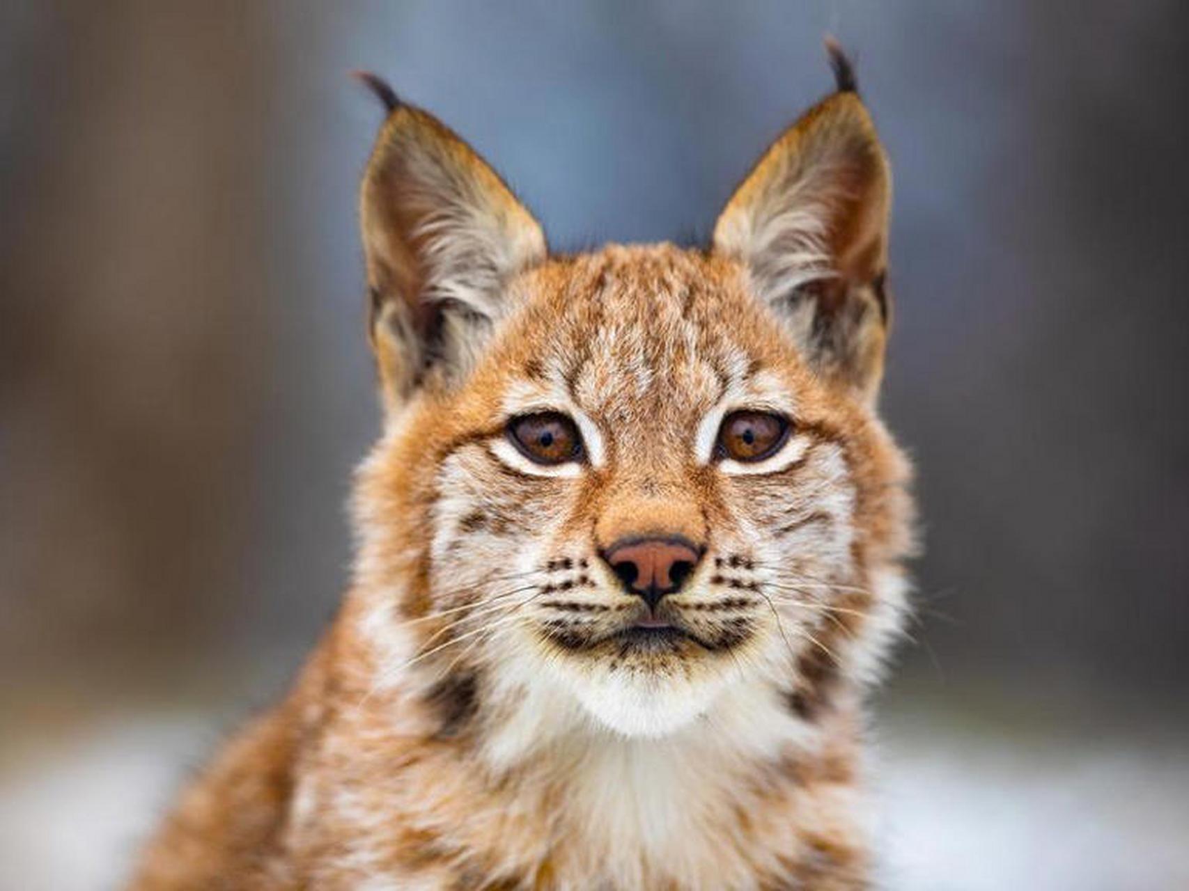 世界上的美丽动物:欧亚猞猁  欧亚猞猁具有一种神秘的气质,这增添了