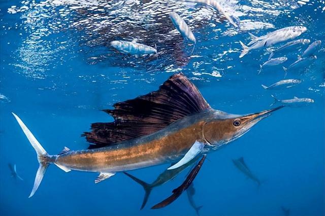 回顾旗鱼:当之无愧的海洋猎手,丝毫不怕人类,还能刺穿油轮钢板