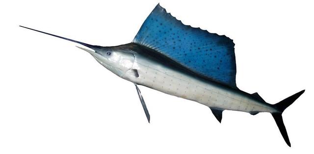 回顾旗鱼:当之无愧的海洋猎手,丝毫不怕人类,还能刺穿油轮钢板